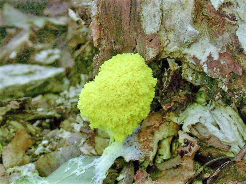 414 Agosto vecchio ritrovamento